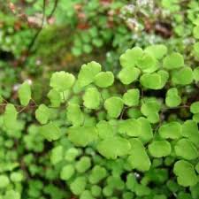 Image result for Limeum aethiopicum