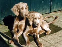 Visit us now to find your dog. The Longhair Weimaraner Autumn Breeze Kennel