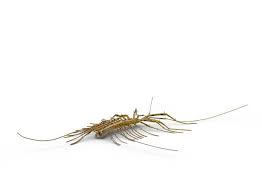 Check spelling or type a new query. House Centipedes How To Prevent Centipedes Raid Bug Basics