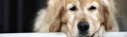 Facing the end of a pet's life is one of the most difficult moments for pet owners. End Of Life Services Pet Euthanasia Aftercare