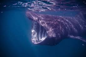 We did not find results for: View 18 Basking Shark Cruise Ship Passengers Spot Giant Shark