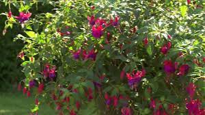 It's well suited to growing in a mixed herbaceous border as well as containers. Fuchsia Army Nurse Youtube