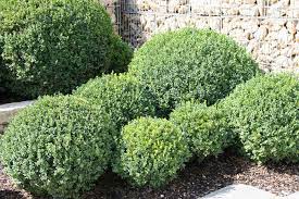 Buchsbaum schneiden, wann und wie? Buchsbaum Pflanzen Pflege Und Tipps Mein Schoner Garten