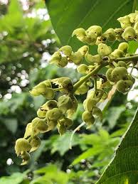 Image result for Macaranga mellifera
