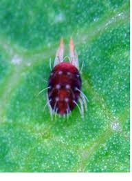 Image result for red mite