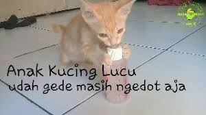 On our video portal you will find videos for every taste, funny videos, videos about animals, video broadcasts and much more. Anak Kucing Lucu Udah Gede Masih Ngedot Aja Youtube