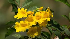 We did not find results for: Yellow Bells San Diego Zoo Animals Plants