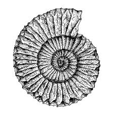 My Next Tattoo Oh Wait I Already Did It Seashell Seashelltattoo Fossil Ammonite Shell Shelltattoo Sealife I Shell Tattoos Fossil Art Ink Artwork