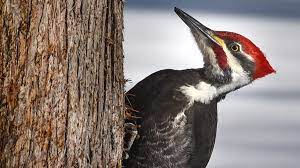 Maybe you would like to learn more about one of these? 12 Wisconsin Birds To Look For In Your Backyard And Beyond