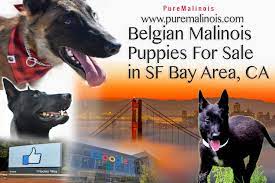 The guidelines for how a breed should look, health testing, etc) and acts as experts on their breeds for education of. Belgian Malinois Puppies Bay Area California Pure Malinois