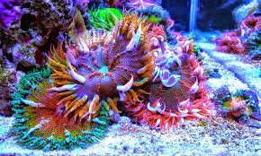Rock Flower Anemones Coral Reef Aquarium Saltwater Fish Tanks Deep Sea Creatures
