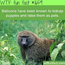 10 Amazing New Discoveries About Animals Fun Facts Wtf Fun Facts Weird Facts