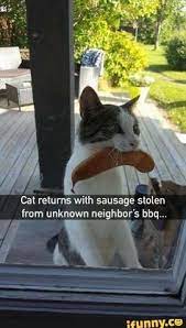 This video features funny cats that are cute and hilarious. 900 Cat Memes Ideas In 2021 Cat Memes Funny Cats Funny Animals