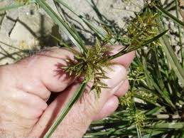 Image result for Microcharis