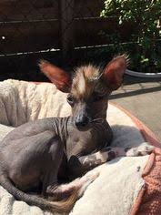 View 9680 houses for sale in los angeles, ca at a median listing price of $950,000. Puppyfinder Com Xoloitzcuintli Mexican Hairless Puppies Puppies For Sale And Xoloitzcuintli Mexican Hairless Dogs For Adoption Around The World Page 1 Displays 10
