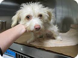 All of ridgewood's maltese puppies for sale go home with a written lifetime warranty. New Jersey Nj Maltese Mix Meet Bordentown Nj Violet A Dog For Adoption Http Www Adoptapet Com Pet 11851710 New Jersey Pets Dog Adoption Pet Adoption