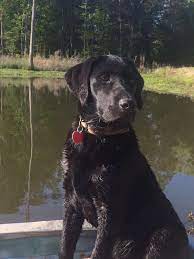 Check spelling or type a new query. Rock Springs Labs Lab Puppies For Sale In Alabama