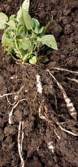Knollenziest Anbau Pflanzen Pflegen Ernten Gruneliebe Pflanzen Anbau Garten
