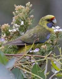 The eastern rosella (platycercus eximius) is a rosella native to southeast of the australian continent and to tasmania. Green Rosella Platycercus Caledonicus Parrot Encyclopedia