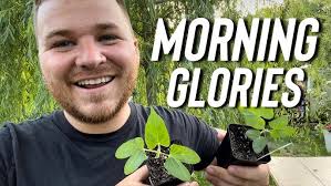 How to grow Cypress Vine from seed (Ipomoea Quamoclit)