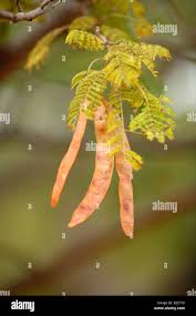 Image result for Albizia tanganyicensis