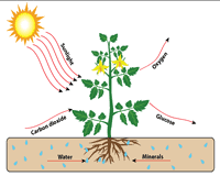 photosynthesis worksheets