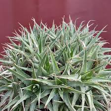 Image result for Geigeria brevifolia