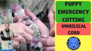 Dog Birth Delivery Puppy Emergency Cutting Umbilical Cord Newly Born Baby Care Precaution Youtube