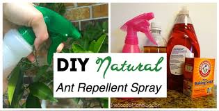 But, reading the product label, it says you can spray it on your trees and plants and it will kill over 200 types of insects, including bees. The Best Homemade Ant Killer Kid Pet Safe The Soccer Mom Blog