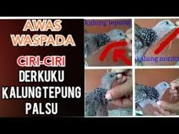Tekukur 10 mitos tentang burung tekukur spotted dove streptopelia chinensis. Ciri Ciri Burung Derkuku Kalung Tepung Palsu Derkuku Kalung Tempuk Palsu Youtube