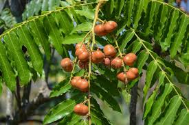 Image result for Lepisanthes