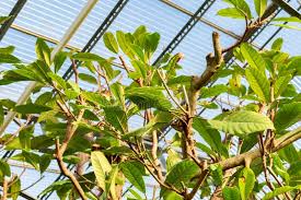 Image result for Ficus saussureana