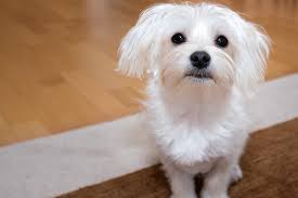 They are loved for their adorable. Facts About Maltese Dogs