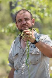 Image result for Synsepalum passargei