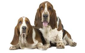 Maybe you would like to learn more about one of these? çŠ¬ ãƒã‚»ãƒƒãƒˆãƒã‚¦ãƒ³ãƒ‰ Hdãƒ‡ã‚¹ã‚¯ãƒˆãƒƒãƒ—ã®å£ç´™ Wallpaperbetter