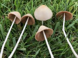 Image result for Conocybe lactea