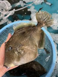 肝が絶品「海のフォアグラ」 カワハギの旬を解説 - 牛深水産株式会社