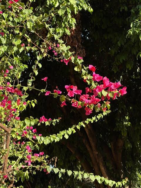 Chegada da Primavera no Distrito Federal é marcada por calor, retorno das chuvas e alertas de tempestades | Jornal de Brasília