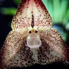 Dracula psittacina - Orchid Board ...