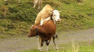 COPULATING COWS ON SWISS ALPS HIKE - Allmendhubel, Switzerland - Leonard  Does Europe S1 E25 - YouTube