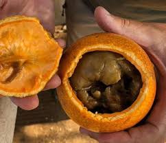 Image result for Strychnos cocculoides