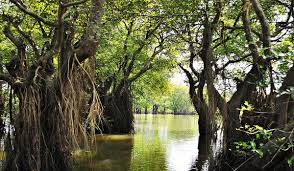 Swamp Forest In Bangladesh Natural Beauty Sylhet Mangrove Forest
