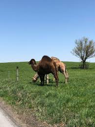 Rush hour drivers in the northern territorys capital darwin had to dodge the rogue animal as police chased it onto the royal australian. Bicycle Ride Through Amish Country Lancaster Pennsylvania Create And Babble