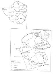 Image result for Tannodia swynnertonii