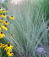 Image result for Schizachyrium