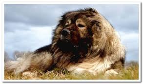 However, how much time do you have to spend working with your caucasian puppy? Caucasian Shepherd Features Videos And Many Photos Dogsis