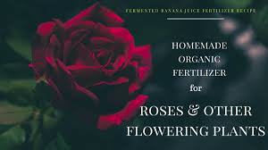 Top picks related reviews newsletter. How To Make Homemade Organic Fertilizer From Bananas Dengarden