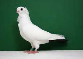 Black And White Pigeon Breeds Old German Owl Black Tailmark Yh 2269 Guy Cafarella Pigeon Breeds Pet Pigeon Nature Birds