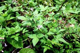 Image result for Cleome rutidosperma