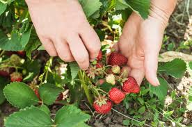 Erdbeeren kann man in kübeln, kästen oder direkt ins beet pflanzen. Die Top 10 Erdbeer Sorten